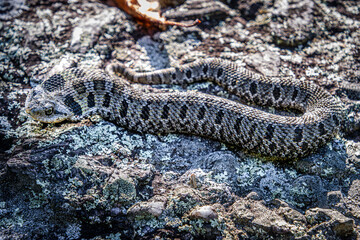 Fototapeta premium eastern hognose snake Heterodon platirhinos in the rocks close-up