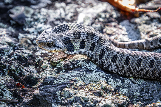 eastern hognose snake Heterodon platirhinos in the rocks close-up with hood