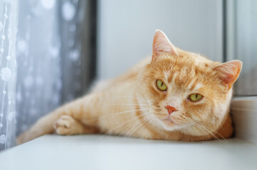 A beautiful ginger cat lying on the windowsill.