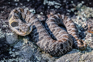 Naklejka premium eastern hognose snake Heterodon platirhinos in the rocks close-up coiled