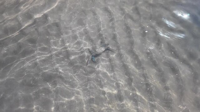 Blue crab (Callinectes sapidus) on seabed, showing its characteristic blue claws in murky waters of Martinique's natural reserve, embodying marine life and biodiversity in French Antilles, Caribbean.