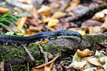 Obraz premium subadult black rat snake in the fall litter