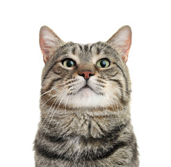 Obraz premium Cute cat on white background. Portrait of pet