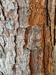 Obraz premium Close-up texture of rough brown tree bark surface