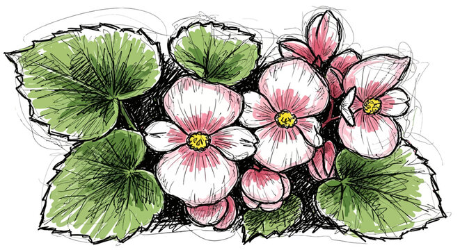 A vibrant sketch of pink and white begonia flowers with lush green leaves, rendered in a loose, artistic style.