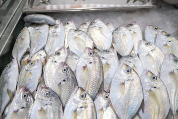 Fototapeta premium Fresh sea fish arranged on ice at a fish market in Sharjah, UAE. Clean display highlighting natural seafood quality, freshness, and healthy nutrition concept.