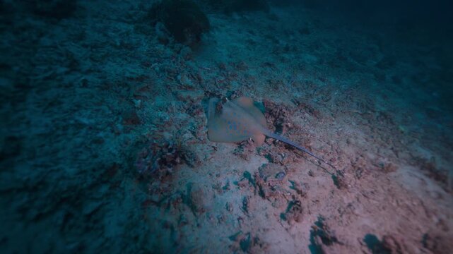 Underwater shot of a Blue Spotted Ribbontail Ray foraging at the bottom of the ocean on a coral reef for food