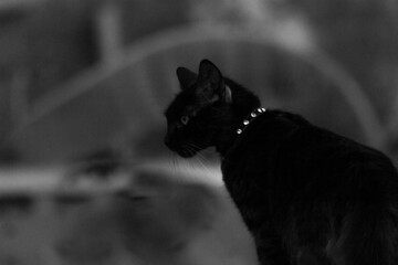 cat on the roof at sunset © ric