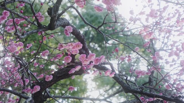 Spring Hinamatsuri background featuring plum blossoms and fresh green nature