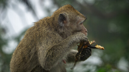 Macaca fascicularis (monyet ekor panjang, long tailed macaque, cynomolgus macaque) is eating banana. Endangered animal in the wild.