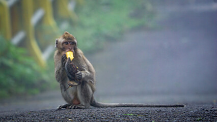 Macaca fascicularis (monyet ekor panjang, long tailed macaque, cynomolgus macaque) is eating banana. Endangered animal in the wild.