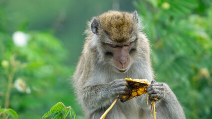 Macaca fascicularis (monyet ekor panjang, long tailed macaque, cynomolgus macaque) is eating banana. Endangered animal in the wild.