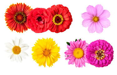 vibrant assortment of colorful zinnias and daisies photographed against a transparent background, showcasing diverse floral beauty and petal textures.