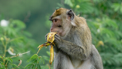 Macaca fascicularis (monyet ekor panjang, long tailed macaque, cynomolgus macaque) is eating banana. Endangered animal in the wild.