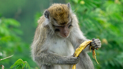 Macaca fascicularis (monyet ekor panjang, long tailed macaque, cynomolgus macaque) is eating banana. Endangered animal in the wild.