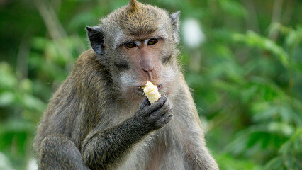 Macaca fascicularis (monyet ekor panjang, long tailed macaque, cynomolgus macaque) is eating banana. Endangered animal in the wild.