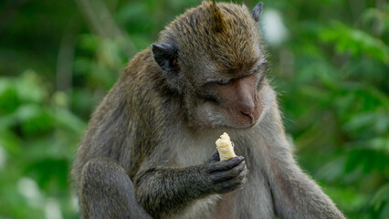 Macaca fascicularis (monyet ekor panjang, long tailed macaque, cynomolgus macaque) is eating banana. Endangered animal in the wild.