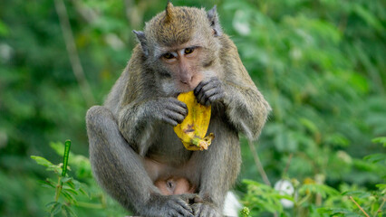 Macaca fascicularis (monyet ekor panjang, long tailed macaque, cynomolgus macaque) is eating banana. Endangered animal in the wild.
