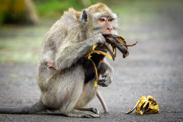 Macaca fascicularis (monyet ekor panjang, long tailed macaque, cynomolgus macaque) is eating banana. Endangered animal in the wild.
