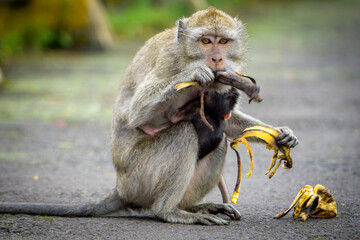 Obraz premium Macaca fascicularis (monyet ekor panjang, long tailed macaque, cynomolgus macaque) is eating banana. Endangered animal in the wild.
