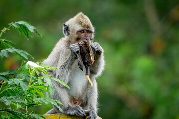 Macaca fascicularis (monyet ekor panjang, long tailed macaque, cynomolgus macaque) is eating banana. Endangered animal in the wild.