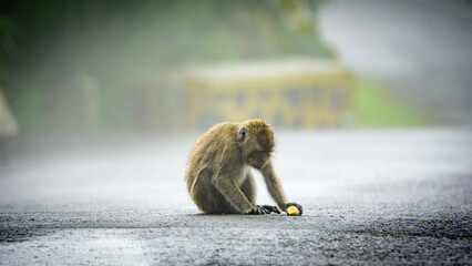 Macaca fascicularis (monyet ekor panjang, long tailed macaque, cynomolgus macaque) is eating banana. Endangered animal in the wild.