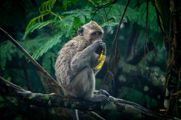 Macaca fascicularis (monyet ekor panjang, long tailed macaque, cynomolgus macaque) is eating banana. Endangered animal in the wild.