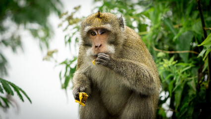 Macaca fascicularis (monyet ekor panjang, long tailed macaque, cynomolgus macaque) is eating banana. Endangered animal in the wild.