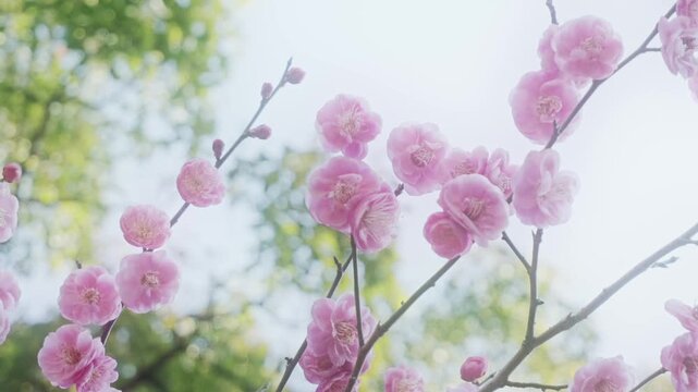 Plum blossoms in full bloom for Hinamatsuri, calm Japanese spring background