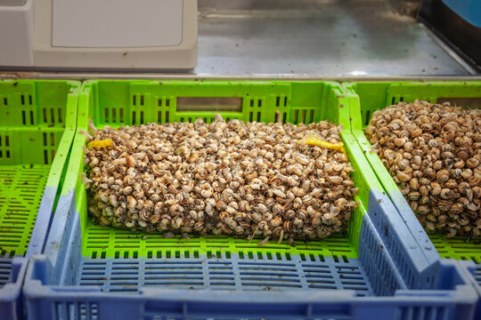 Live edible snails packed for sale in green plastic crates at a Spanish market, on a traditional ingredient used in local cuisine for cooking at home or restaurants and the culture of eating snails.