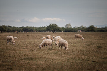 Fototapeta premium Sheep grazing on open pasture in Zasavica, Vojvodina, northern Serbia. Rural livestock scene showing a flock feeding on dry grassland, illustrating traditional sheep farming and local agriculture.
