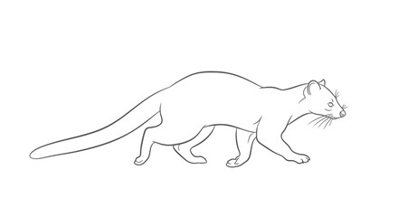 Fototapeta premium A simple line drawing of a cat walking to the right with its tail extended.