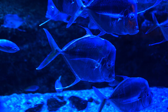 Lookdown fish Selene Vomer swimming in an aquarium. Unique, flattened bodies and steep heads glow with a vibrant iridescent blue hue under specialized lighting