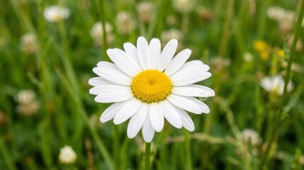 Obraz premium A Single Perfect White Daisy in a Summer Garden