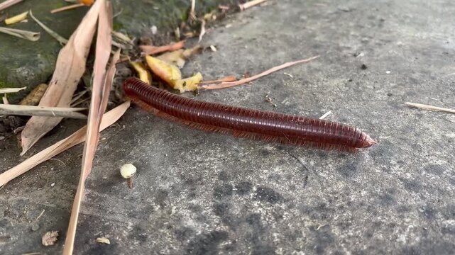 a millipede that moves its many legs on the ground