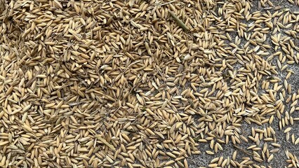 Abundant harvest of raw golden rice seeds in traditional farming