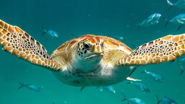 Grumpy Hawksbill Turtle Face Swimming at Camera