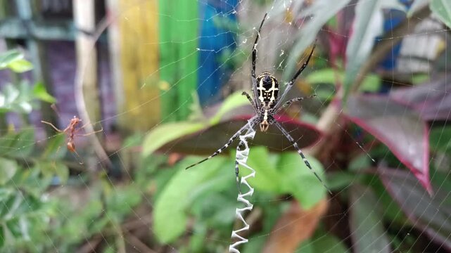 Close-up of Argiope Appensa spider on its web with zig-zag stabilimentum and an ant nearby