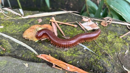 A tropical millipede or Luwing moves across a moss-covered concrete surface