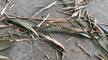 Close-up of fallen bamboo leaves and twigs on a gray concrete surface