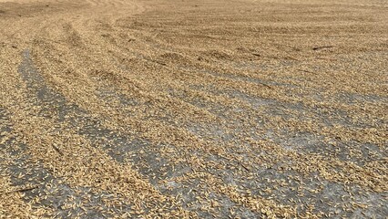 Traditional sun-drying process of golden paddy seeds with raked lines
