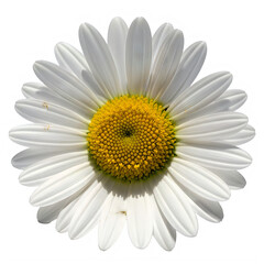 A white daisy flower with a yellow center isolated on transparent background