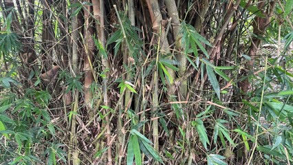 Cluster of bamboo plants growing in a tropical rural landscape