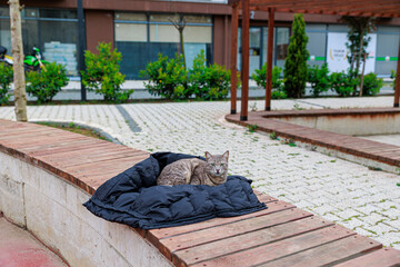 Cozy Cat Resting On Black Puffer Jacket On Wooden Bench In Outdoor Park © Olga