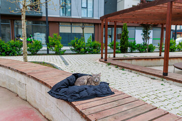 Cozy Cat Resting On Black Puffer Jacket On Wooden Bench In Outdoor Park © Olga
