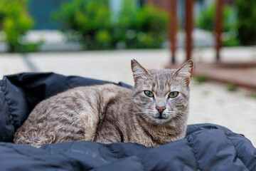 Cozy Cat Resting On Black Puffer Jacket On Wooden Bench In Outdoor Park © Olga