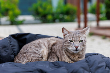 Cozy Cat Resting On Black Puffer Jacket On Wooden Bench In Outdoor Park © Olga