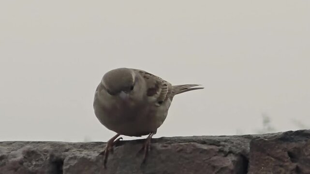 House sparrow passer domesticus perched on a surface with a round body and a curious head tilt looking towards the viewer