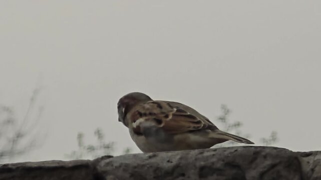 House sparrow passer domesticus perched on a stone surface with its head turned and feathers displaying natural patterns