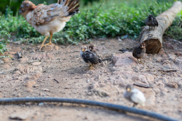 Hen walking with young chicks on farm soil near garden hose in backyard setting